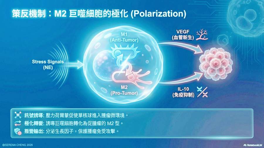 Macrophage Polarization